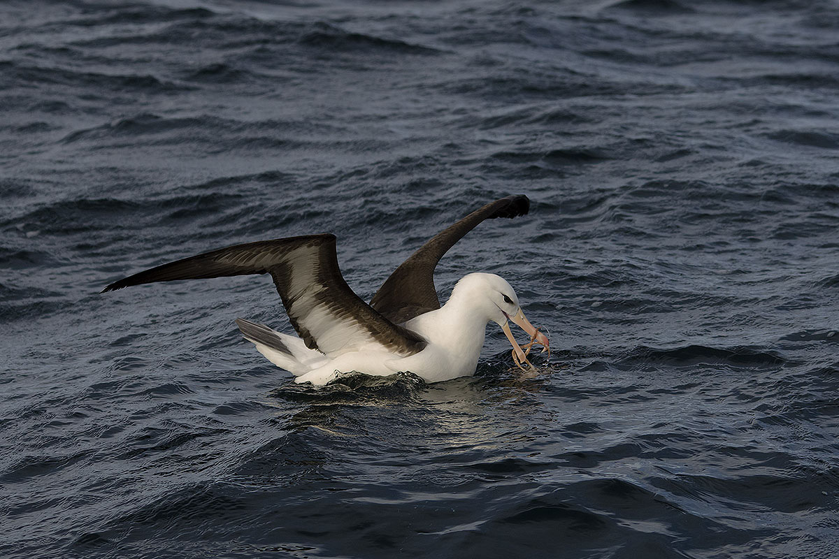 Foto Albatros Ceja Negra
