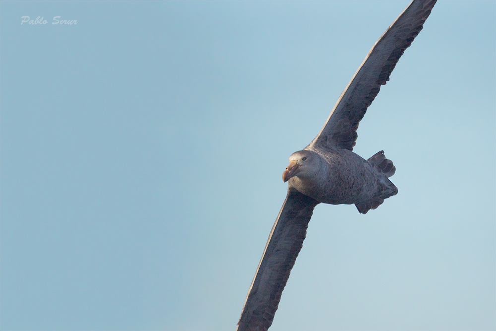 Foto Petrel Gigante Subantártico