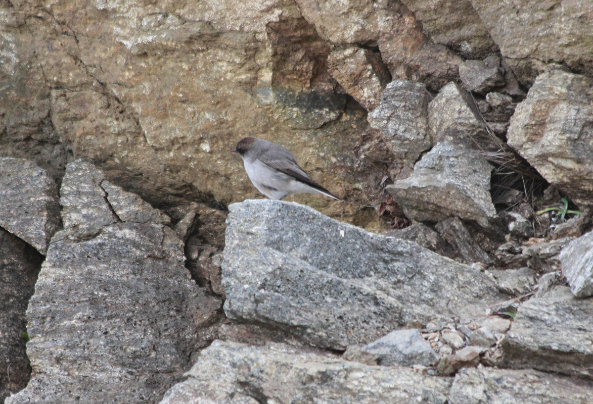 Photo Dormilona Cara Negra