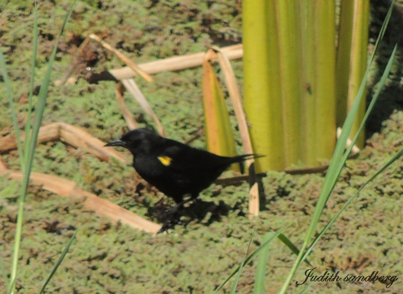 Photo Varillero Ala Amarilla