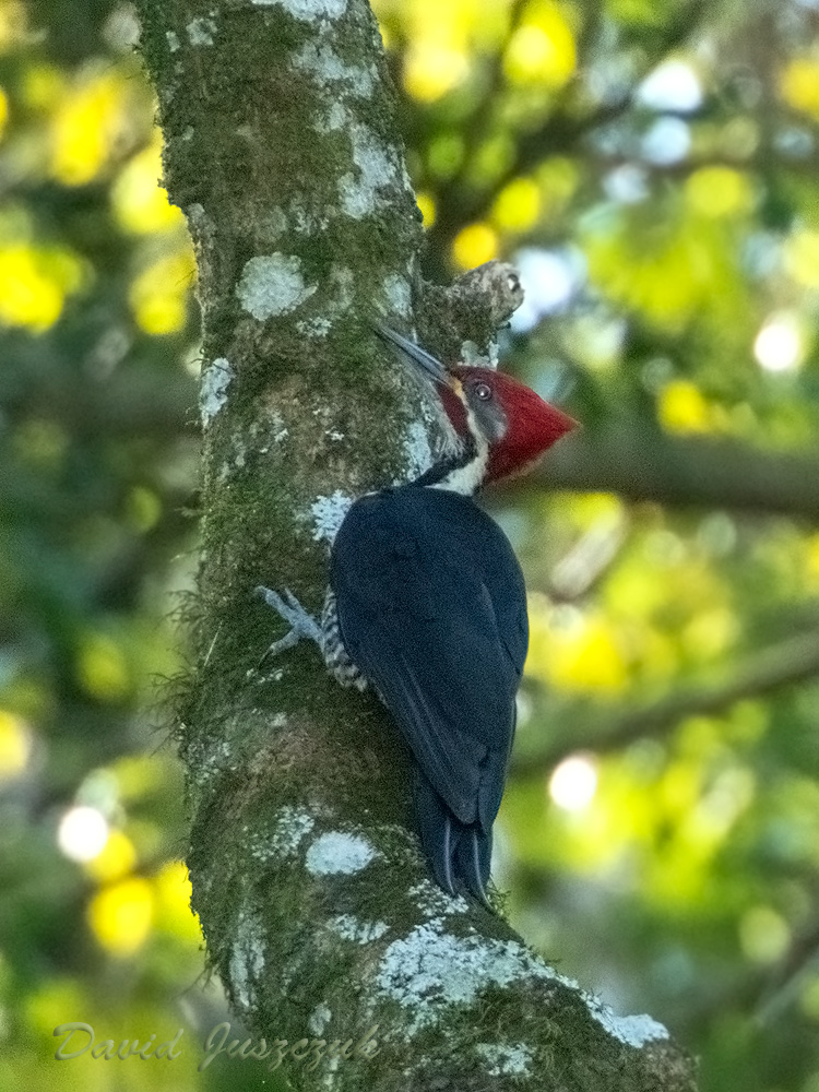Foto Carpintero Garganta Estriada