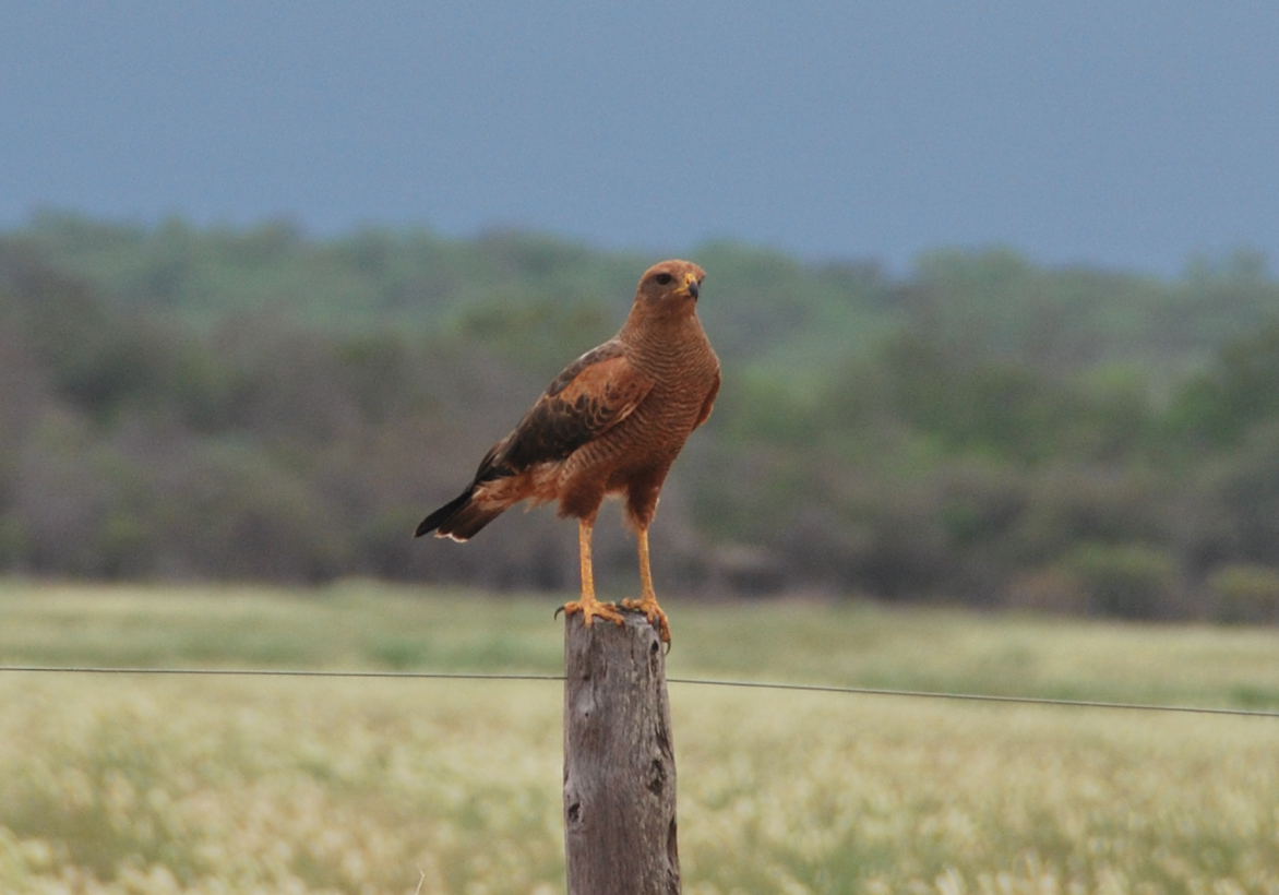Foto Aguilucho Colorado