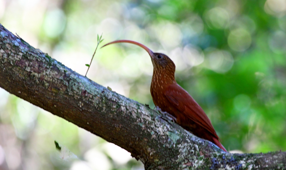 Foto Picapalo Colorado