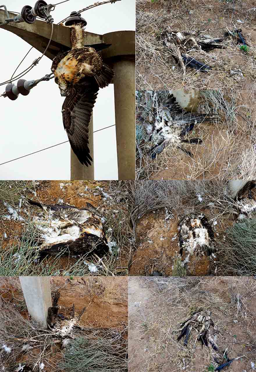 Foto Águila Mora