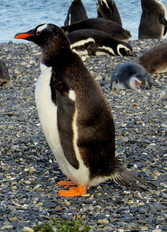 Foto Pingüino de Vincha