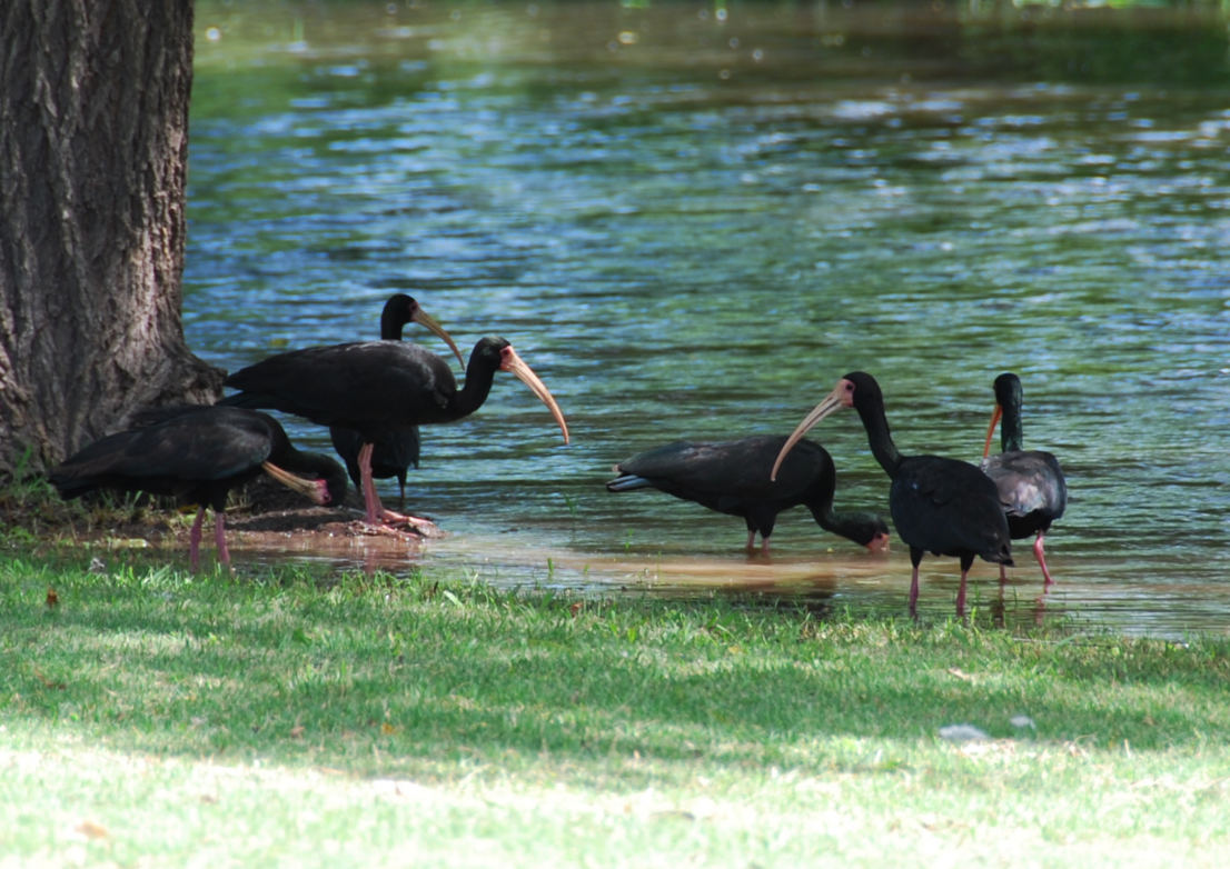 Foto Cuervillo Cara Pelada