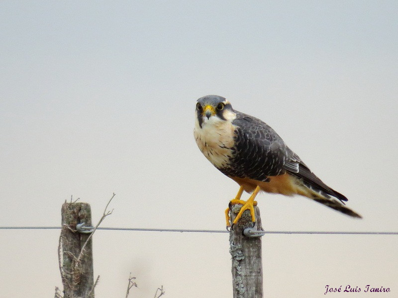 Foto Halcón Plomizo