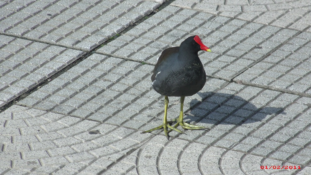 Foto Pollona Negra
