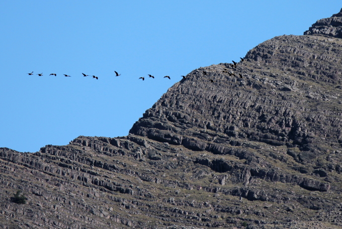 Foto Bandurria Austral