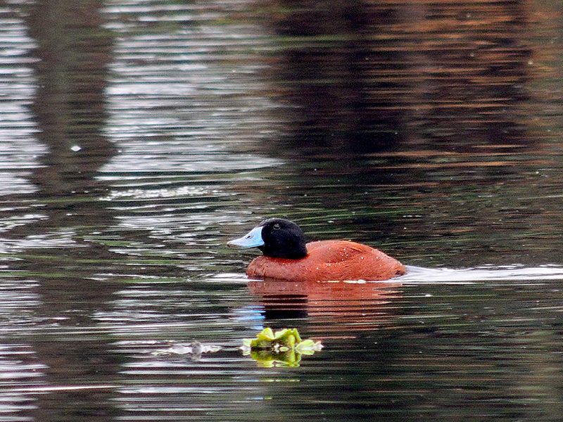 Photo Pato Zambullidor Chico
