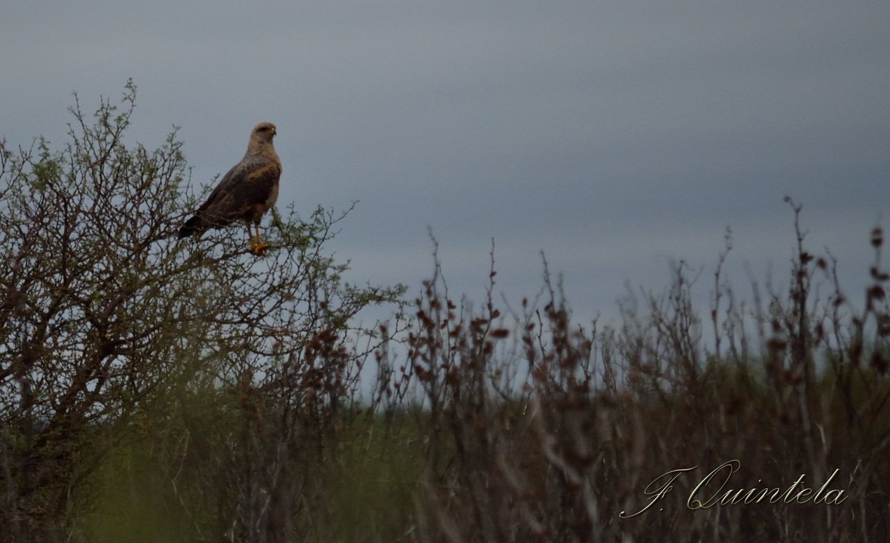 Photo Aguilucho Colorado