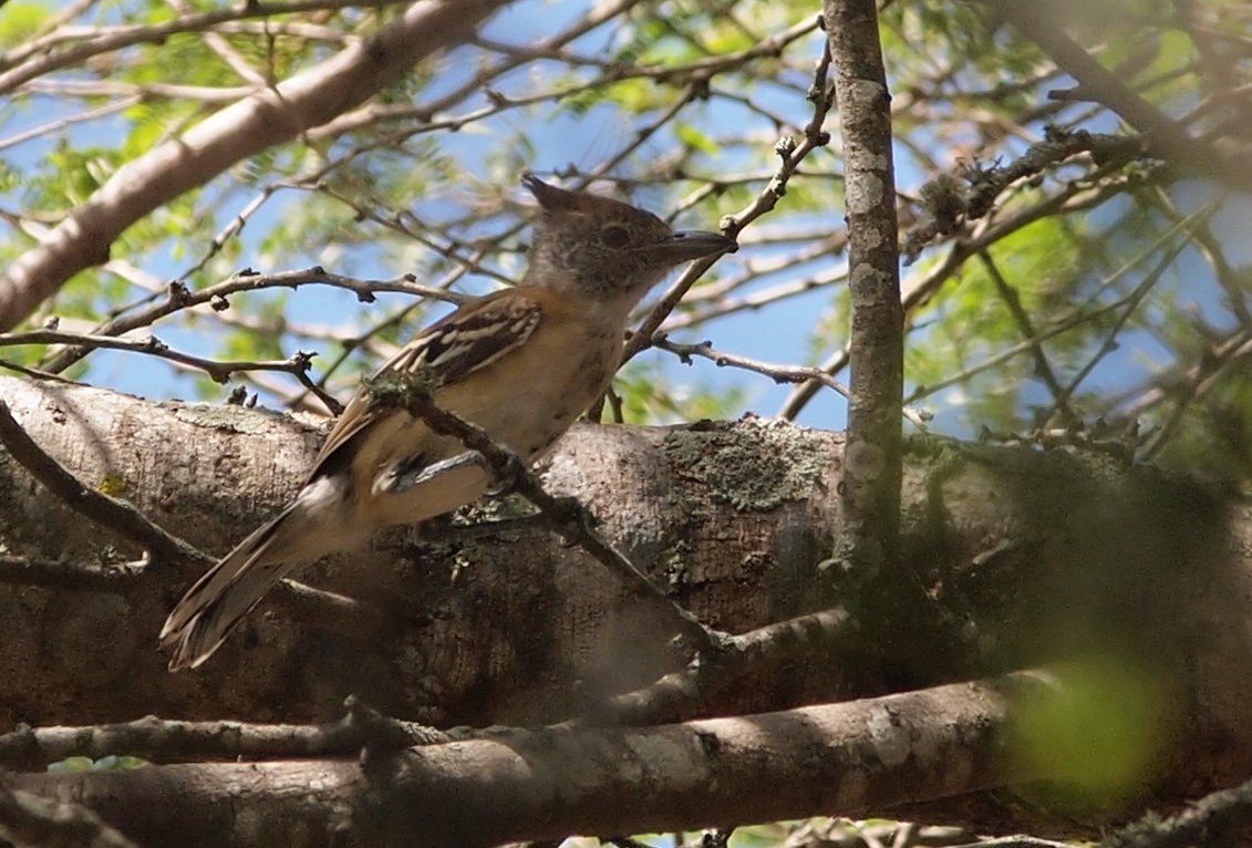 Photo Hormiguero Copetón