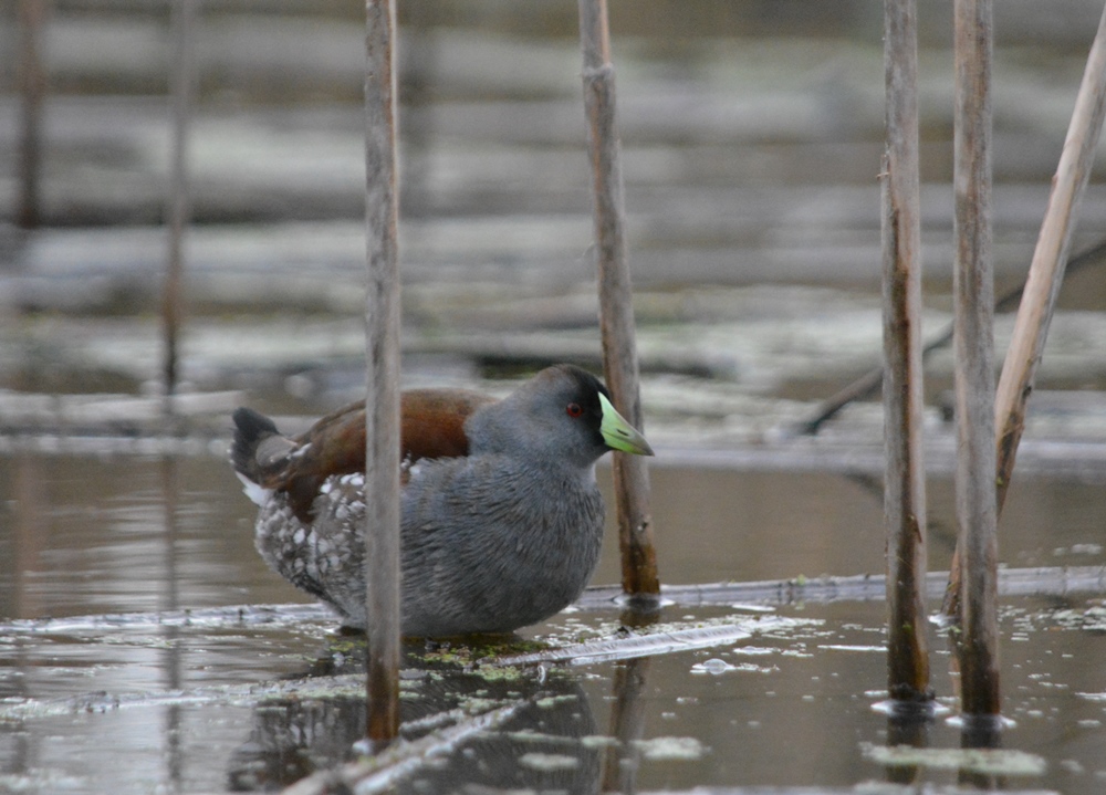Foto Pollona Pintada