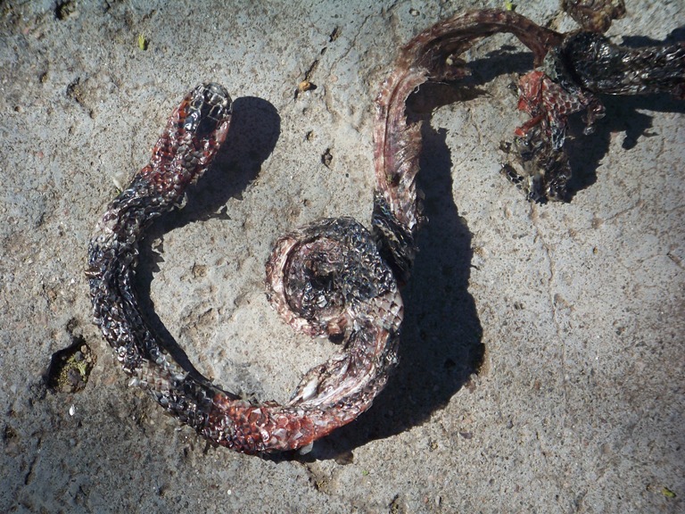 Foto Serpiente De Coral Chaqueña