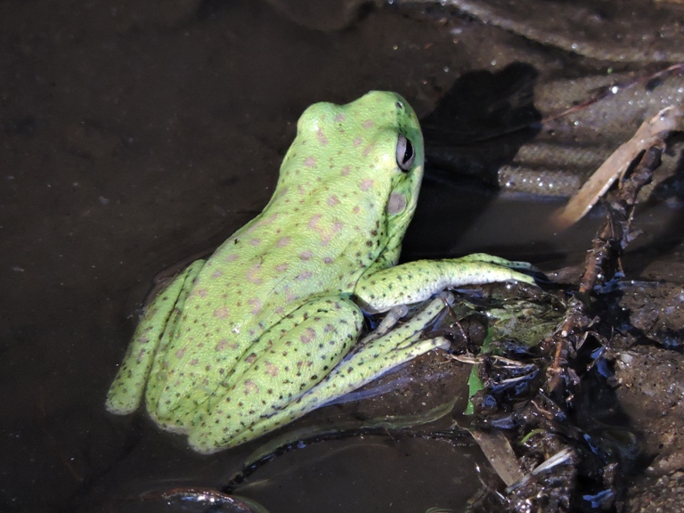 Foto Rana Trepadora Cordobesa
