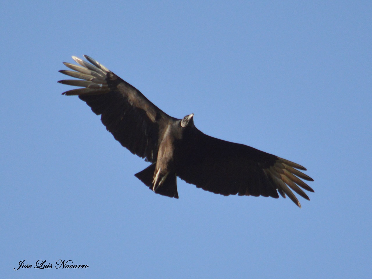Foto Jote Cabeza Negra