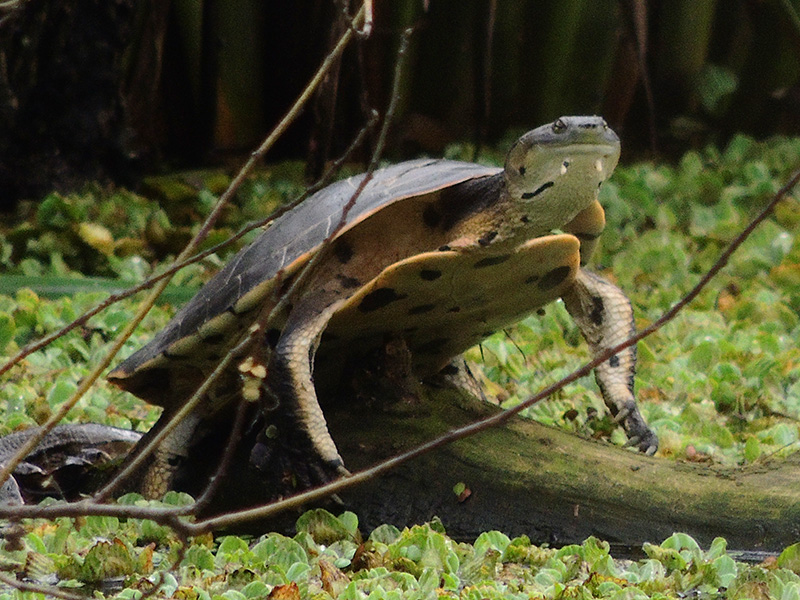 Photo Tortuga de Laguna