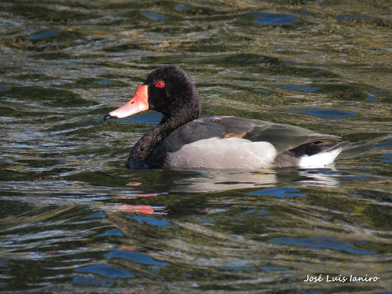 Photo Pato Picazo