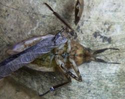 Giant Water Bug (Belostoma elongatum)