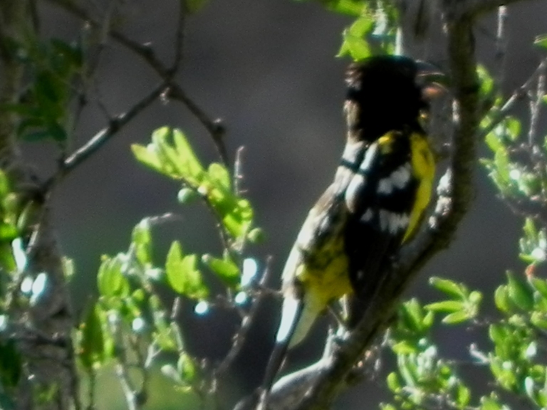 Photo Rey del Bosque