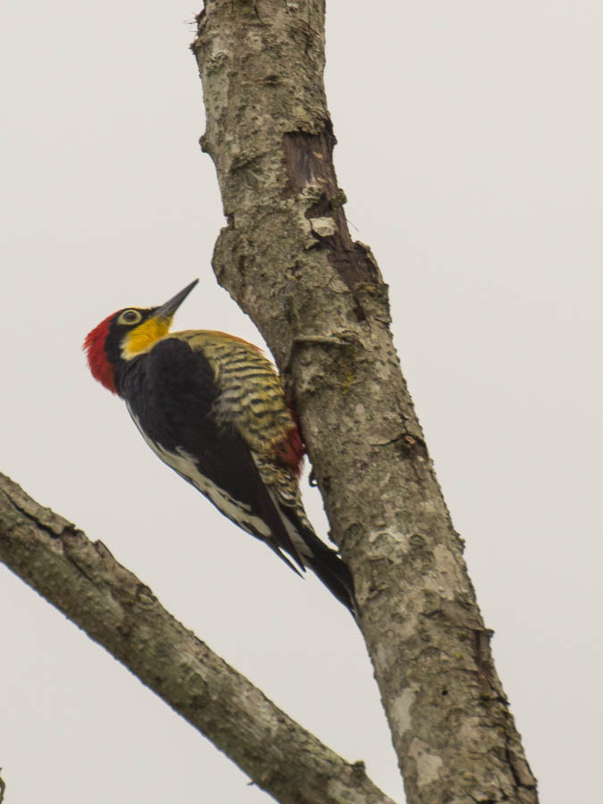 Foto Carpintero Arcoiris