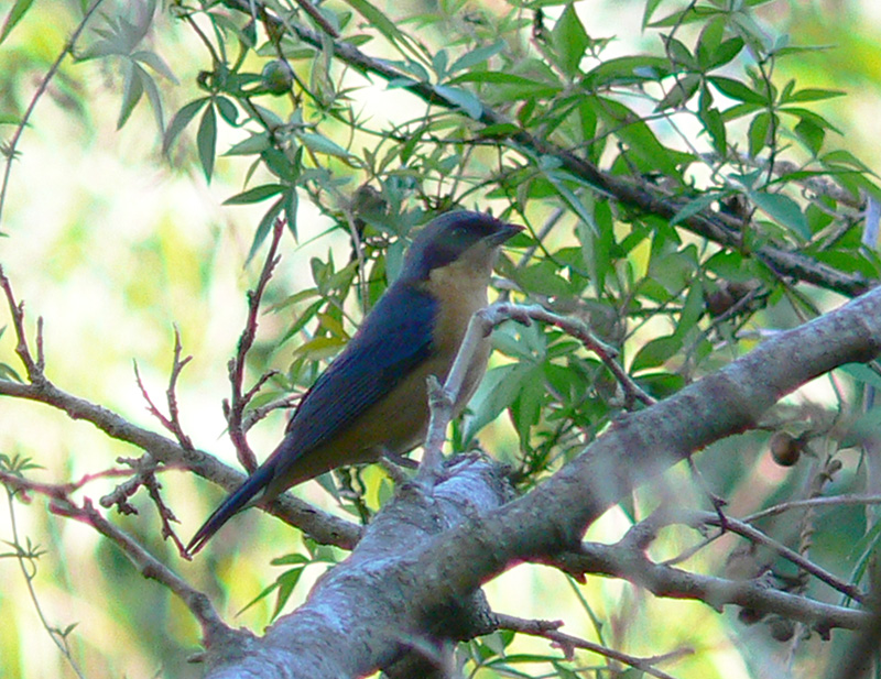 Photo Saíra de Antifaz