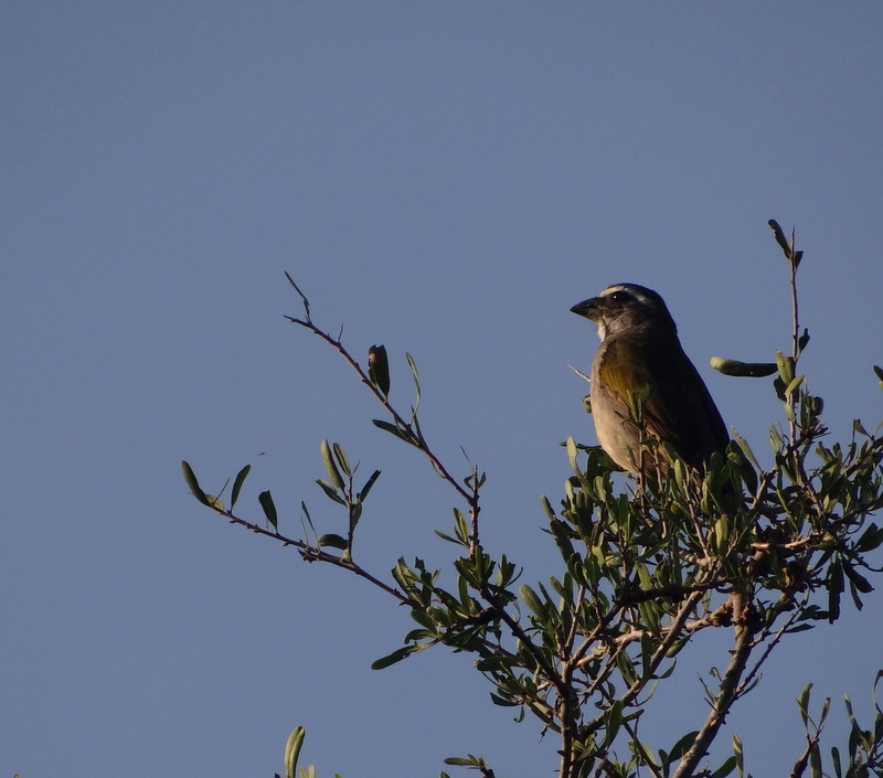 Foto Pepitero Verdoso