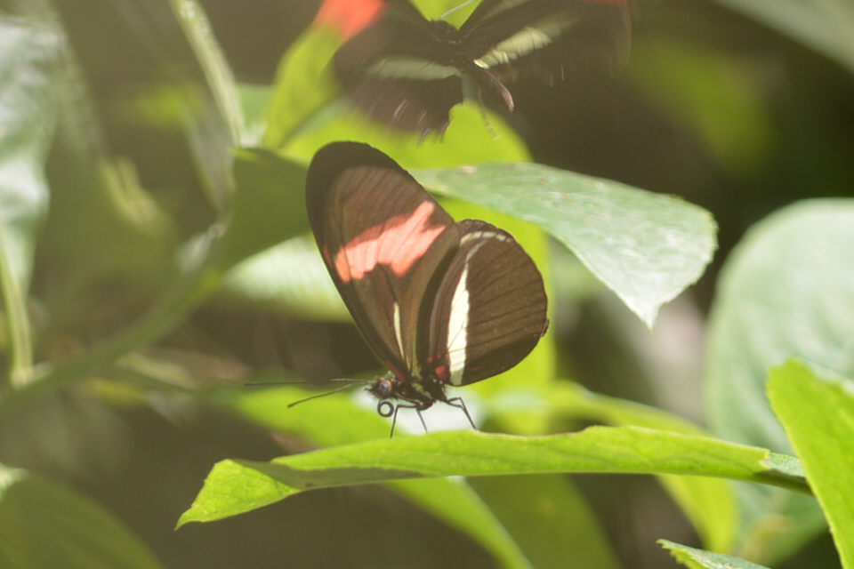 Foto Almendra Común