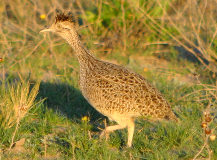 Photo Inambú Montaraz