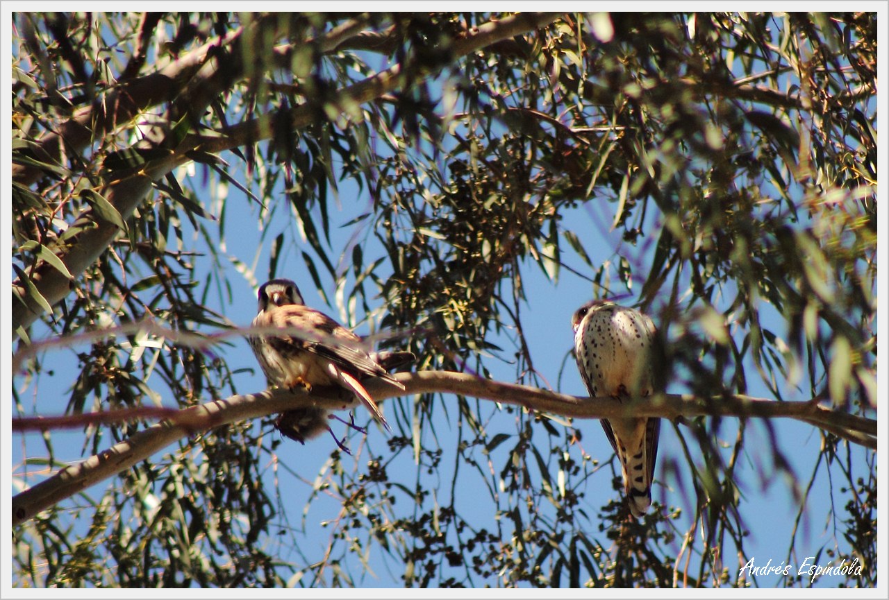 Foto Halconcito Colorado