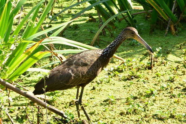 Foto Carau