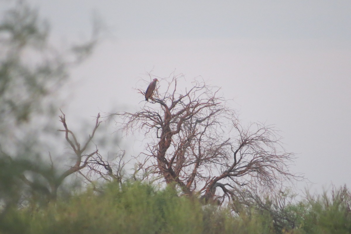 Photo Águila Coronada