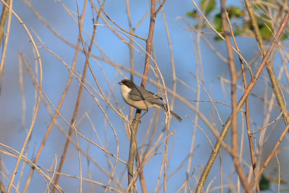 Photo Monterita Cabeza Negra