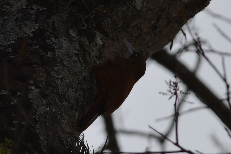 Foto Trepador Gigante