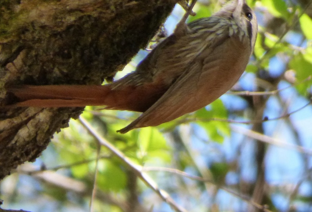 Photo Chinchero Chico