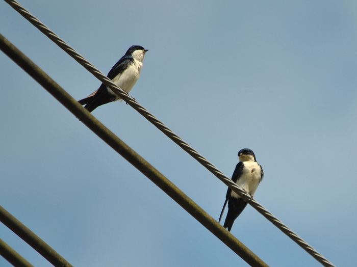 Foto Golondrina Barranquera