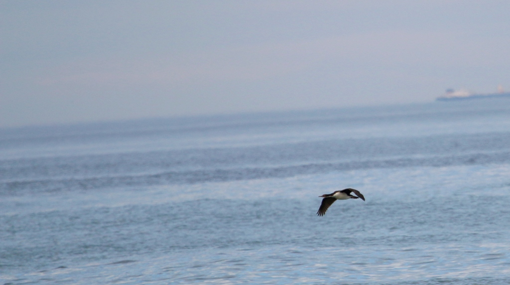 Photo Cormorán Imperial