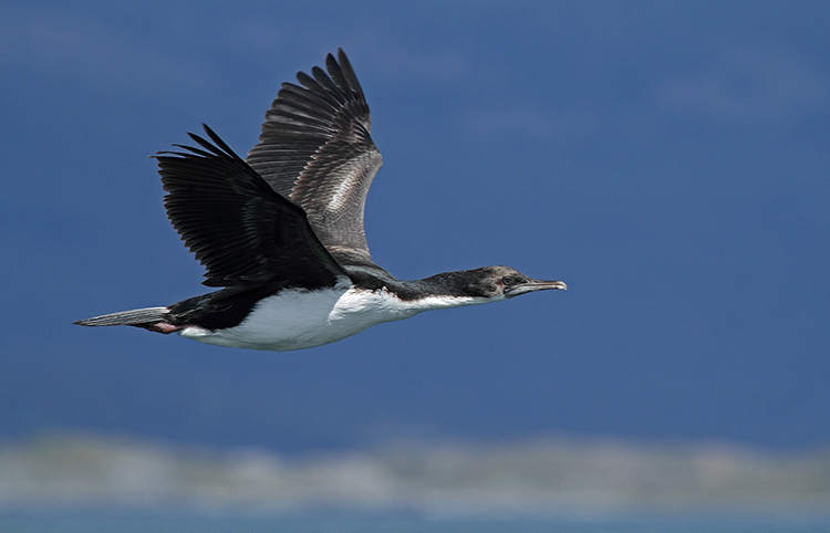 Foto Cormorán Imperial