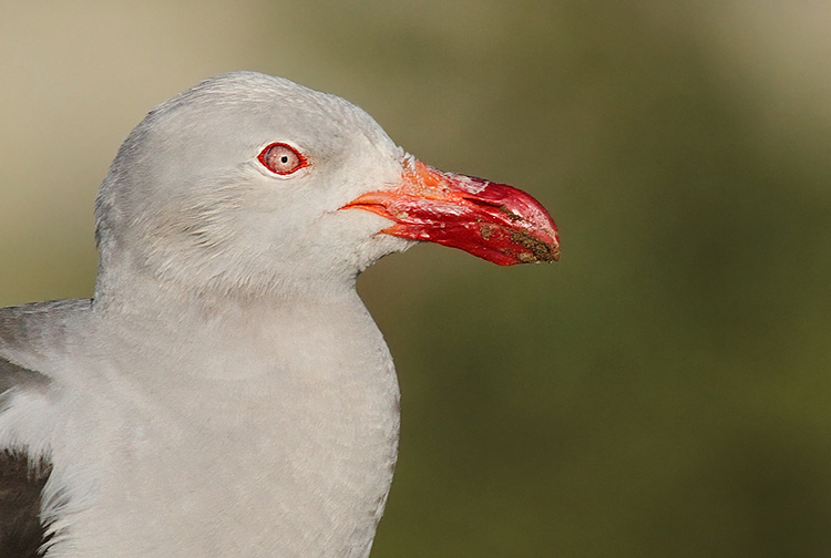Foto Gaviota Gris