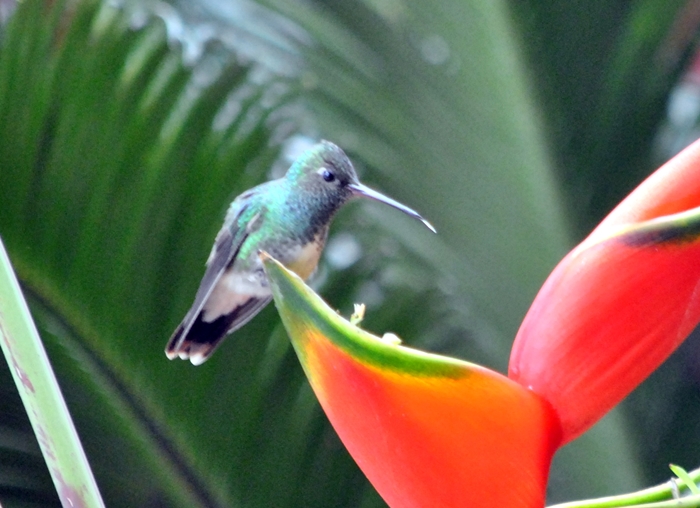 Foto Diamante Gargantiverde