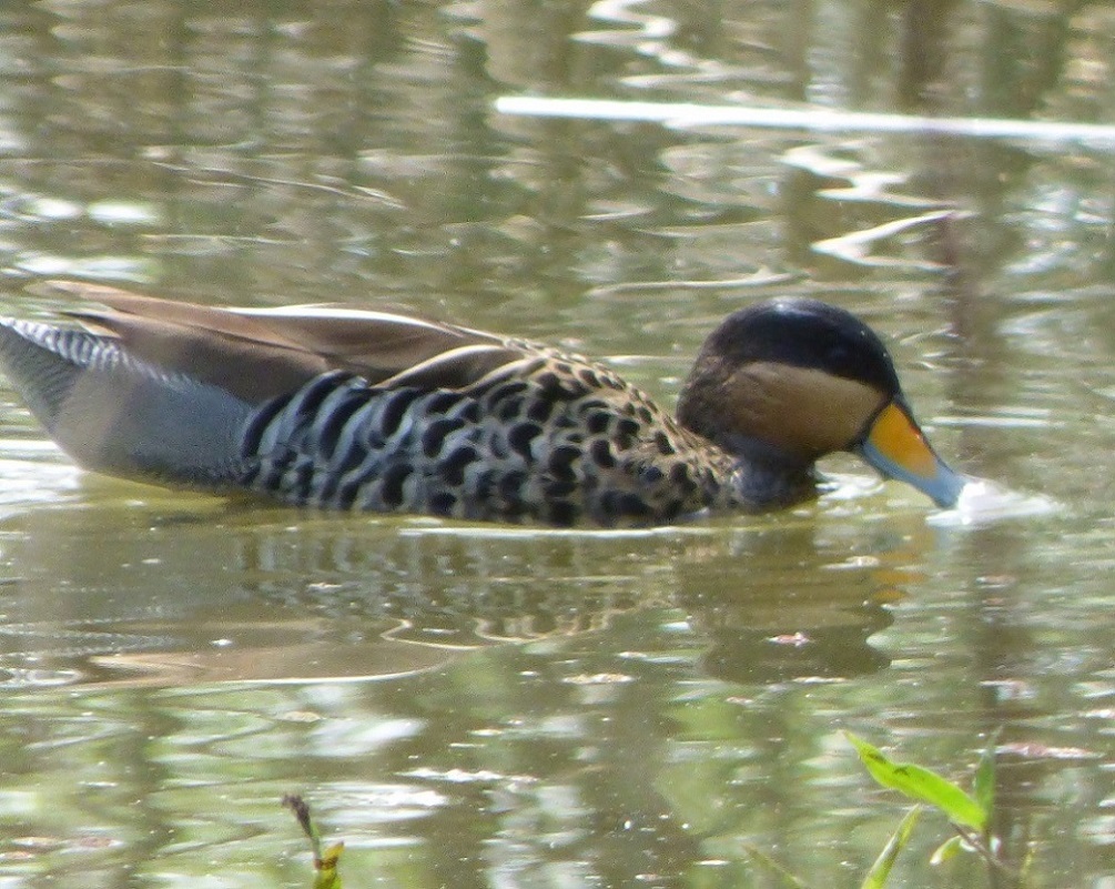 Foto Pato Capuchino