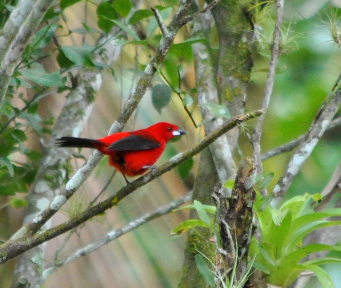 Foto Fueguero Escarlata