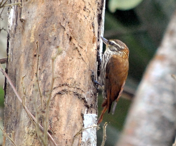 Foto Picolezna Rojizo