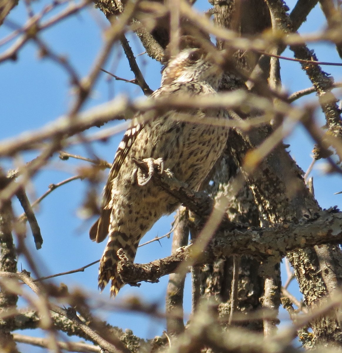 Foto Carpintero Bataraz Chico