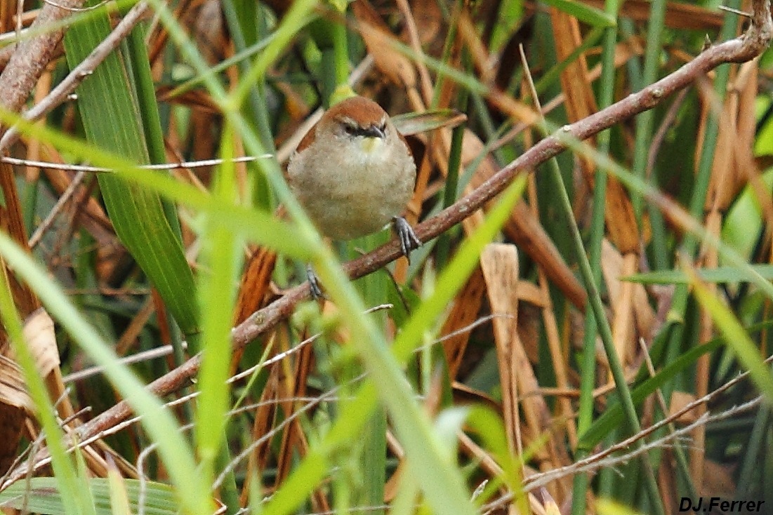 Foto Curutié Colorado