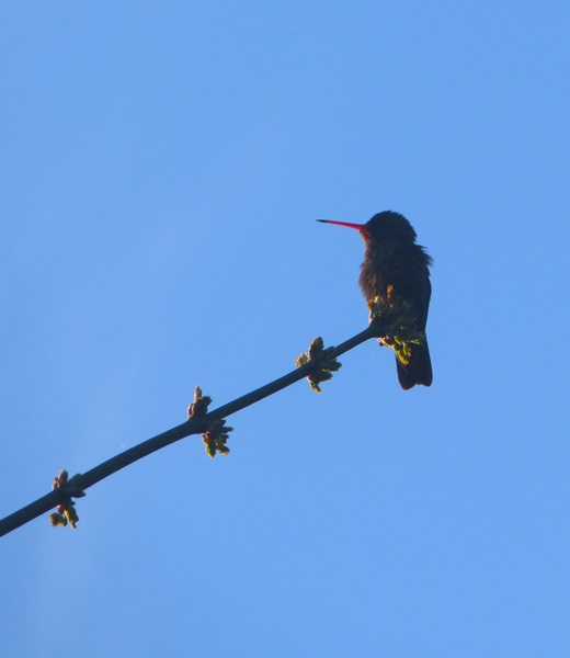 Foto Picaflor Bronceado