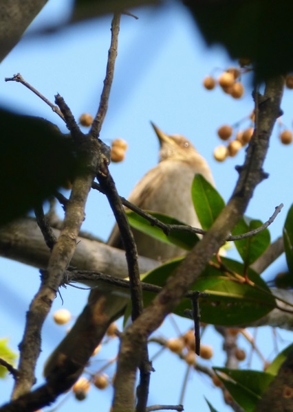 Foto Zorzal Chalchalero