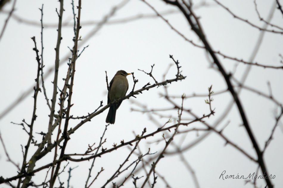 Photo Zorzal Chalchalero