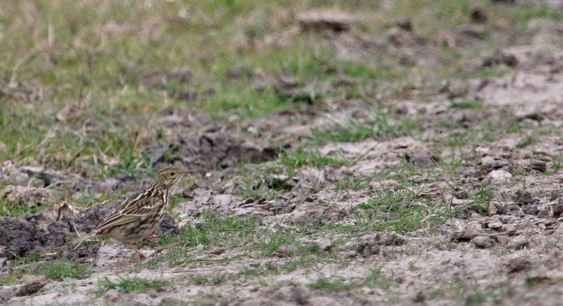 Foto Cachirla Común