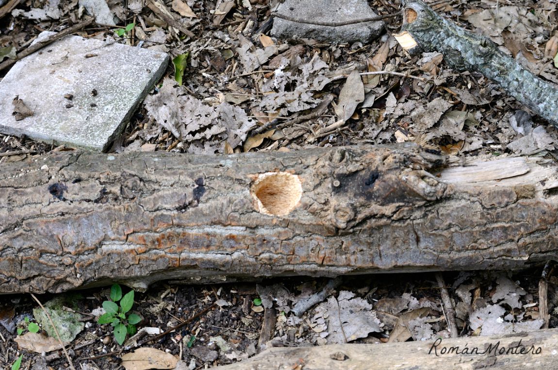 Foto Carpintero Real Común